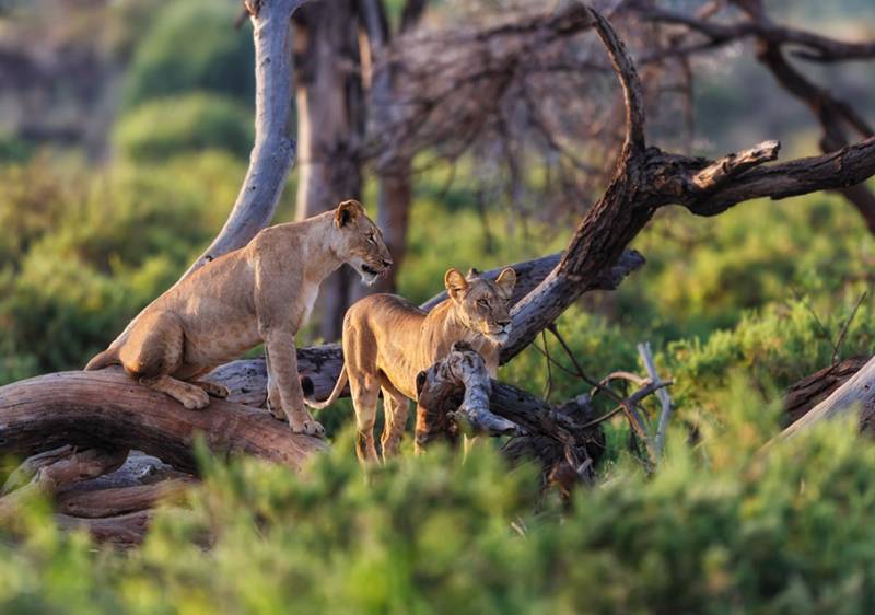 3 Days Tanzania Honeymoon Adventure