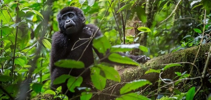 Spend 4 Days Gorilla Trekking In Uganda Tour