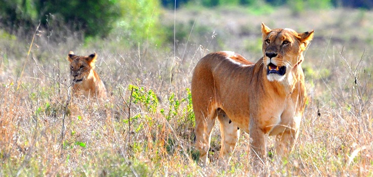 6Days 5Nights Kenya Safaris Tour