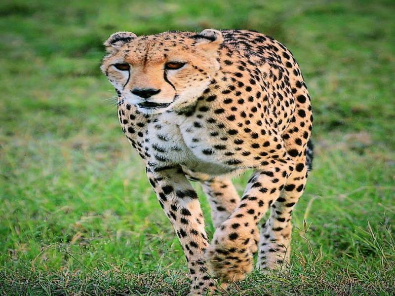 3 Nights 4 Days Maasai Mara