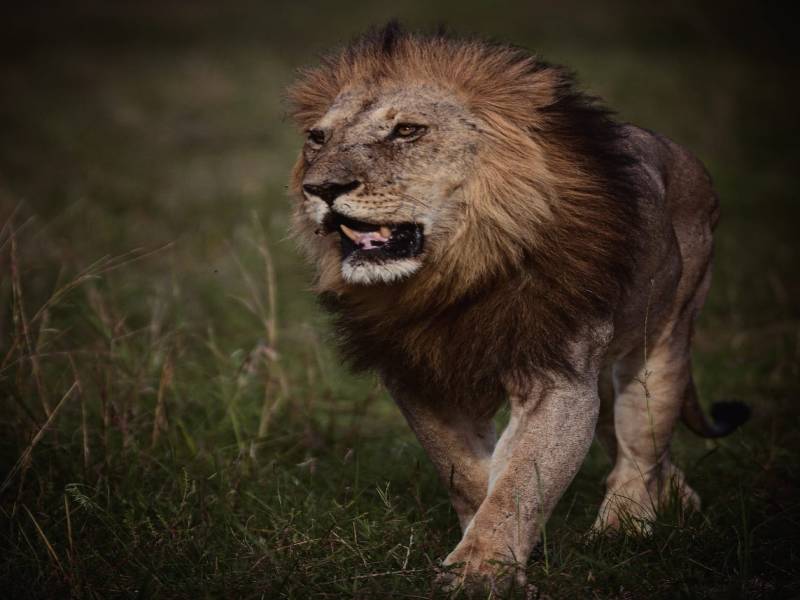 3 Nights 4 Days Maasai Mara