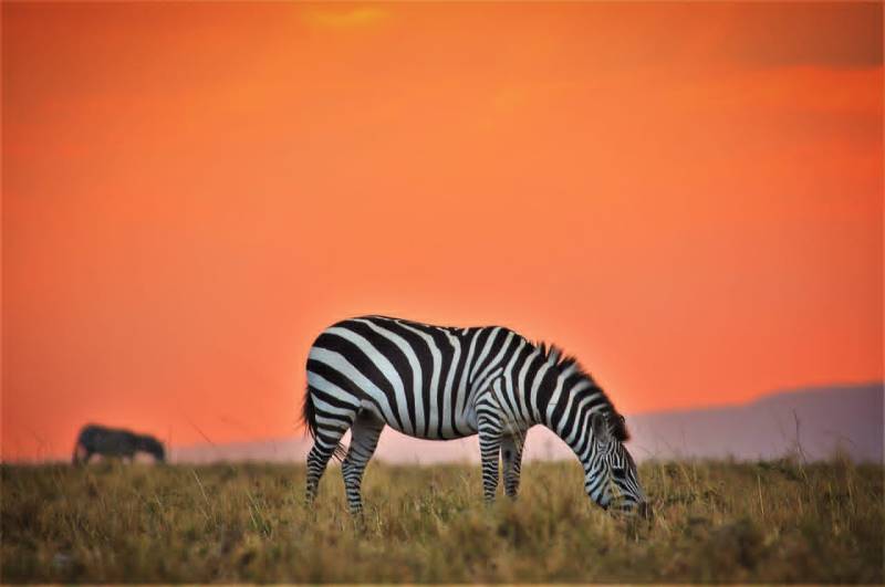 3 Nights 4 Days Maasai Mara