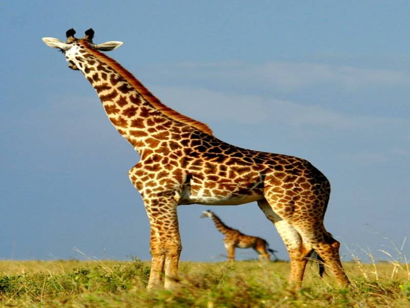 3 Nights 4 Days Maasai Mara