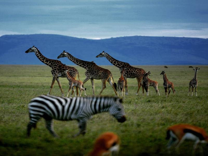 3 Nights 4 Days Maasai Mara