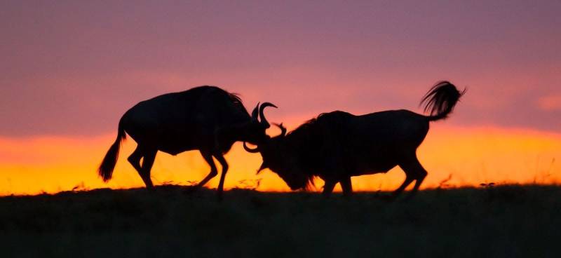 3 Nights 4 Days Maasai Mara