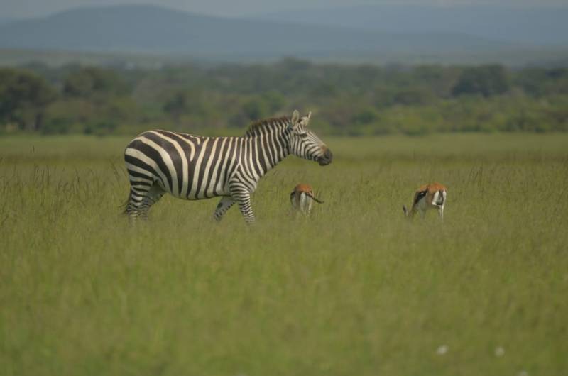 8 Days Kenya Big Five Special