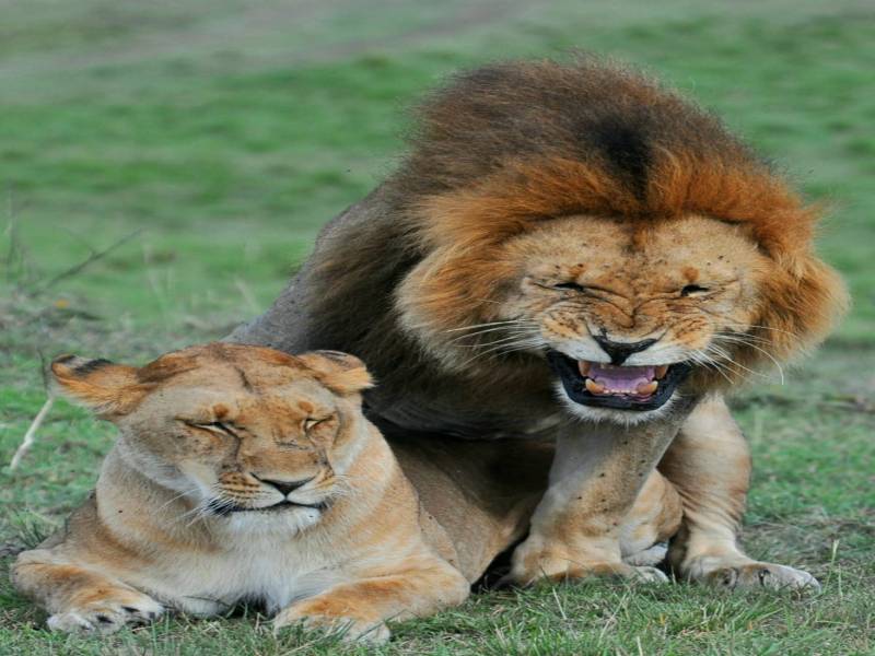 8 Days Kenya Big Five Special