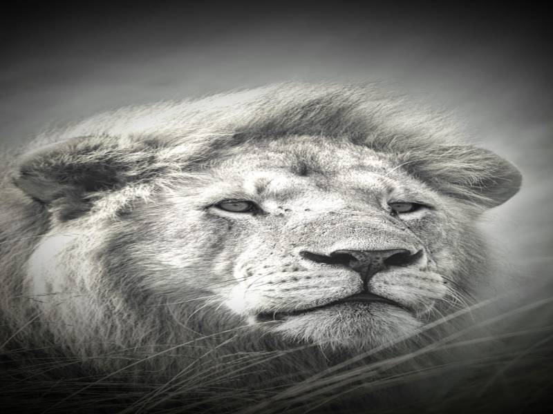 8 Days Kenya Big Five Special