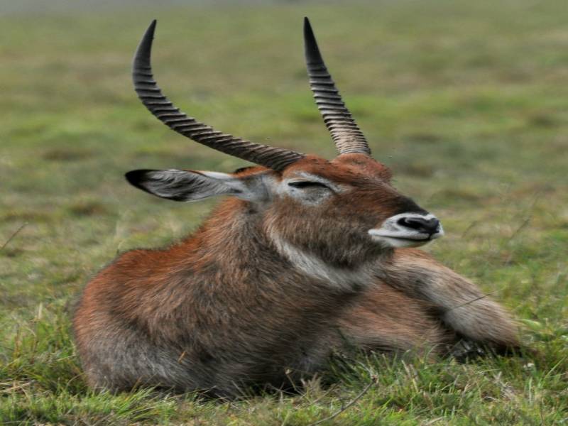 8 Days Kenya Big Five Special