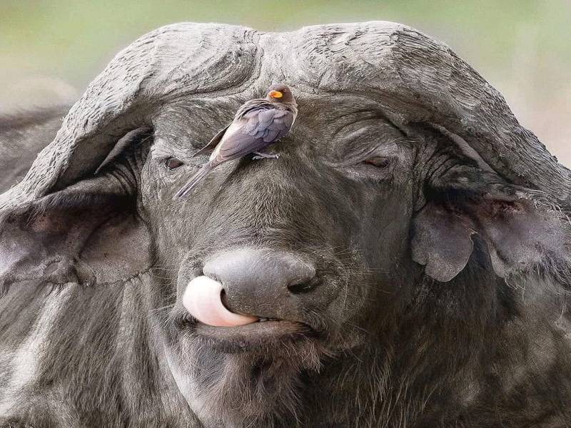 8 Days Kenya Big Five Special