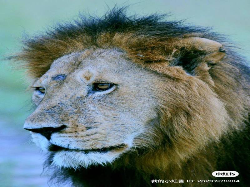 3 Days 2 Nights Masai Mara Safari