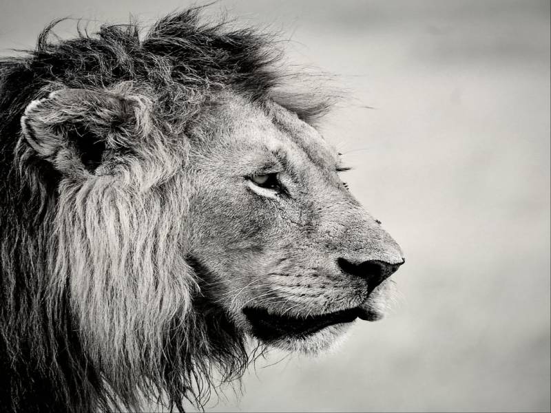 3 Days 2 Nights Masai Mara Safari