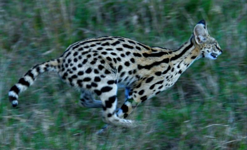 3 Days 2 Nights Masai Mara Safari