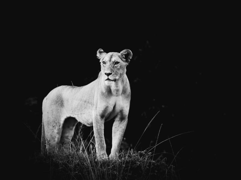 LUXURY 4 DAYS MASAI MARA SAFARI