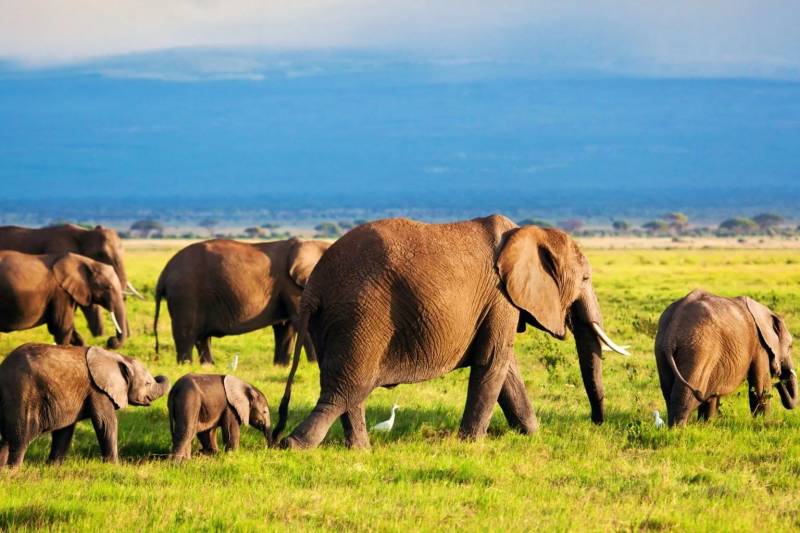 10 Days Kenya Safari Around Mombasa - Beach Tour Image