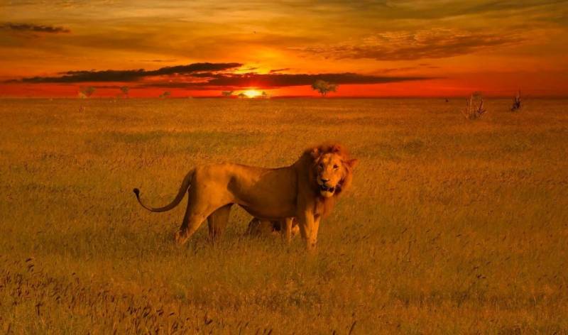 11 Days Kenya Tsavo And Beach Tour Image