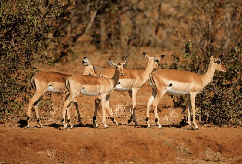 18 Days South Africa - Circling The North With Kruger - Beach Tour