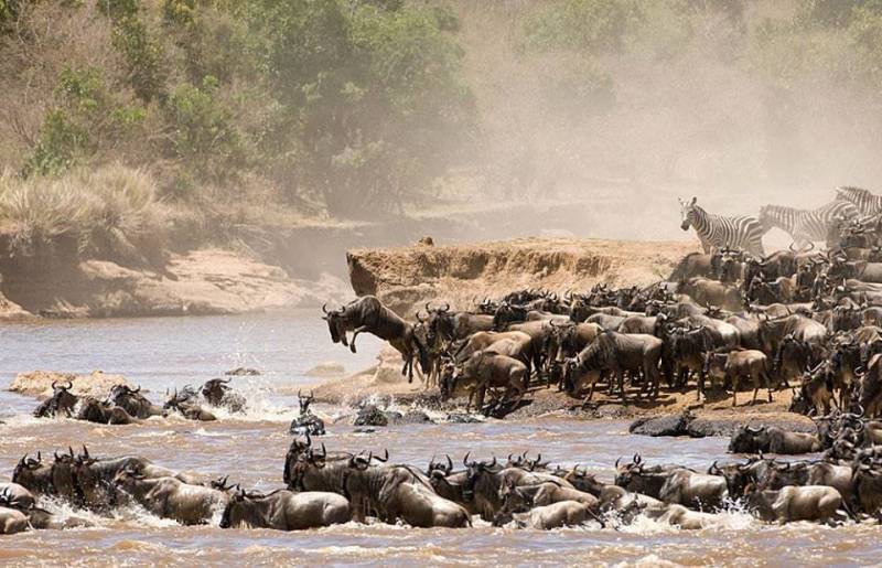 7-Day Great Migration Safari