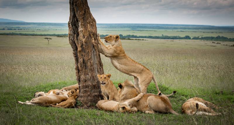 5 Days Tanzania Cultural & Wildlife Safari