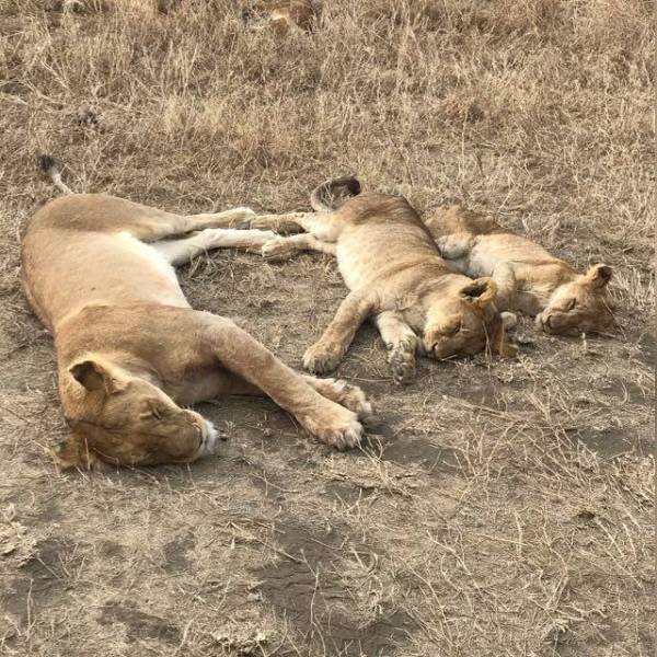 5 Days Tanzania Cultural & Wildlife Safari