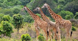 5-Day Luxury Safari – Southern Tanzania