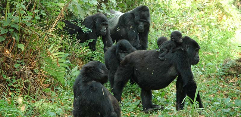 3‑Day Gombe National Park Itinerary (Chimp Trekking Focus)