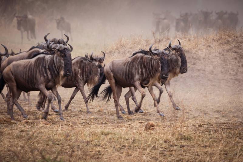 2-Day Tanzania Luxury Fly-in Safari Image