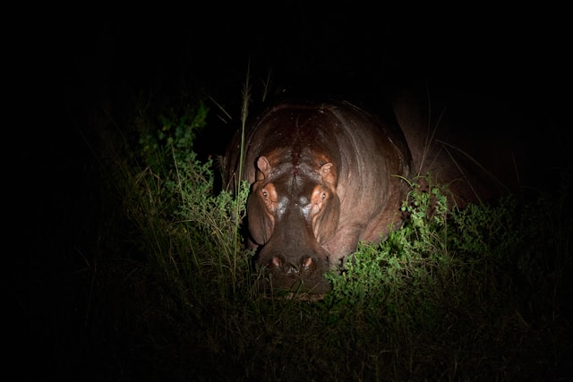 7-Day Tanzania's Top Luxury Safari Highlights (with Balloon)