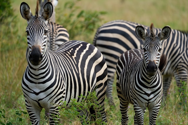 6-Day Majestic Tanzania - Luxury