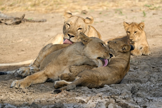 5-Day Serengeti, Ngorongoro and Tarangire Safari