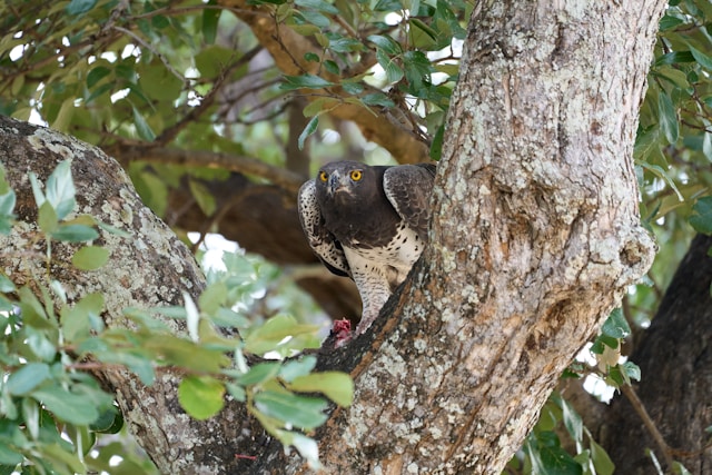 5-Day Serengeti, Ngorongoro and Tarangire Safari