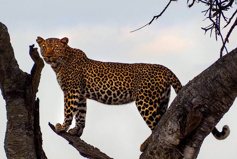 5-Day Serengeti, Ngorongoro and Tarangire Safari