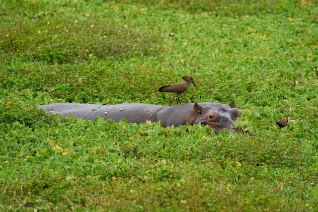 5-Day Serengeti, Ngorongoro and Tarangire Safari