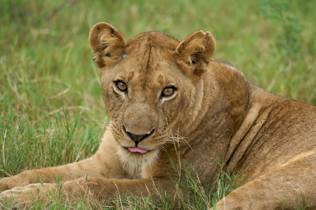 5-Day Serengeti, Ngorongoro and Tarangire Safari
