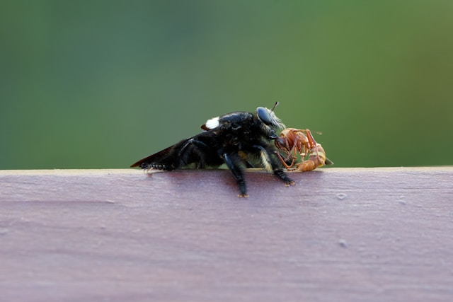 5-Day Serengeti, Ngorongoro and Tarangire Safari