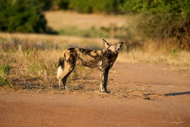 5-Day Serengeti, Ngorongoro and Tarangire Safari