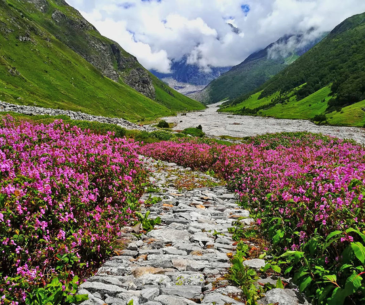 Valley Of Flowers - Hemkund Sahib Tour