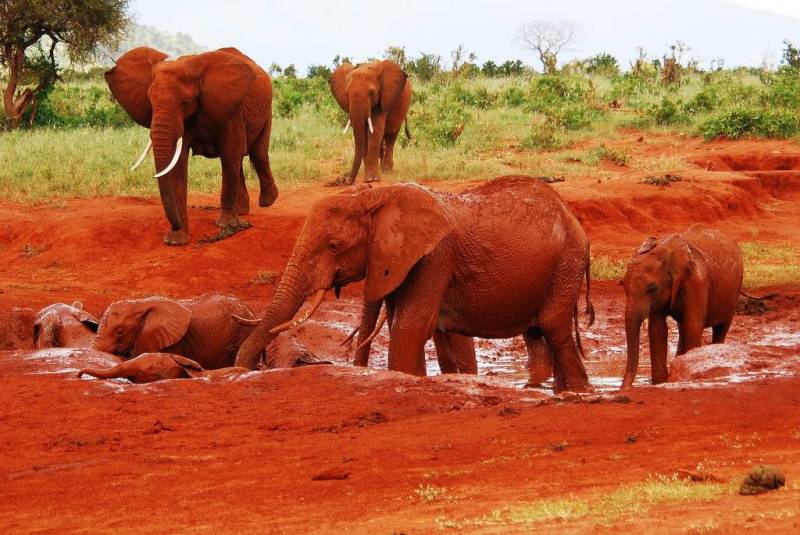 2 Days Safari - Tsavo East Tour Image