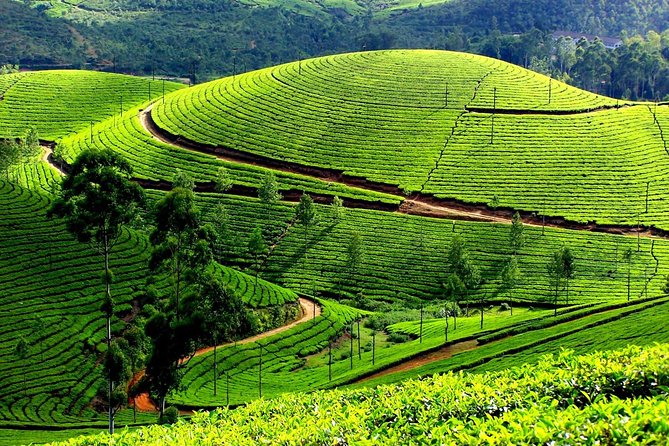 Kerala Package - Cochin - Munnar- Alleppey- Cochin ( 3 Nights / 4 Days )