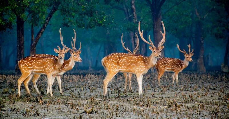 2 Nights 3 Days Sundarban Safari Package Bangladesh