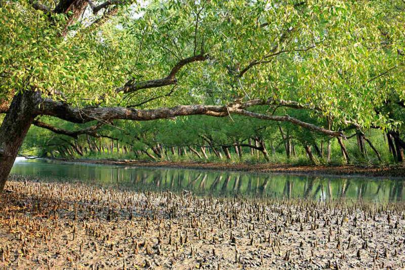 2 Nights 3 Days Sundarban Safari Package Bangladesh For Symphony Of The Wave Cruise