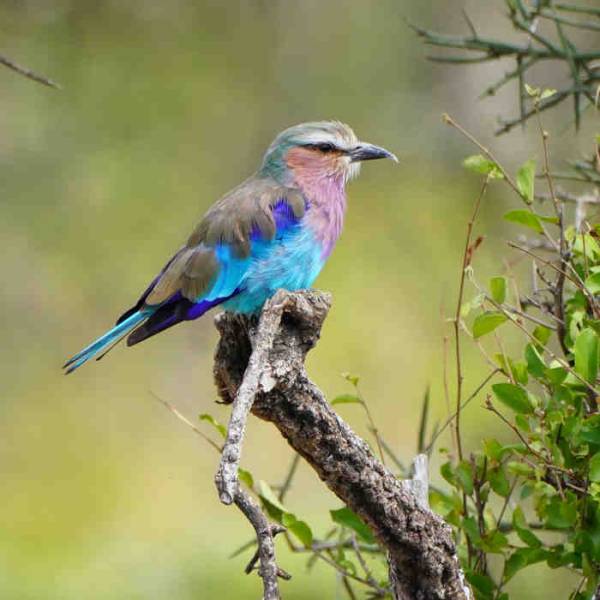 11 Days Bird Watching Safari Tour