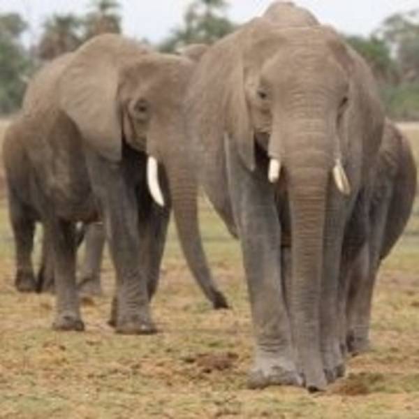 15 Days Kenya Safari Tour From Nairobi