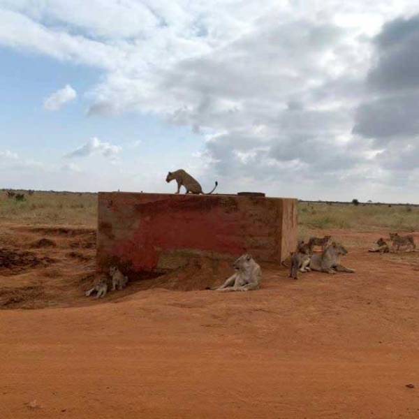 2 Days Tsavo East Tour Image