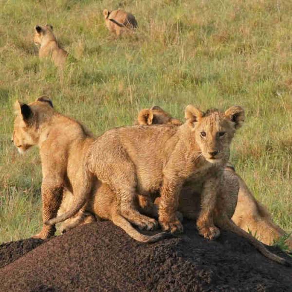 3 Days Tsavo West - Tsavo East Safari Tour From Mombasa Image