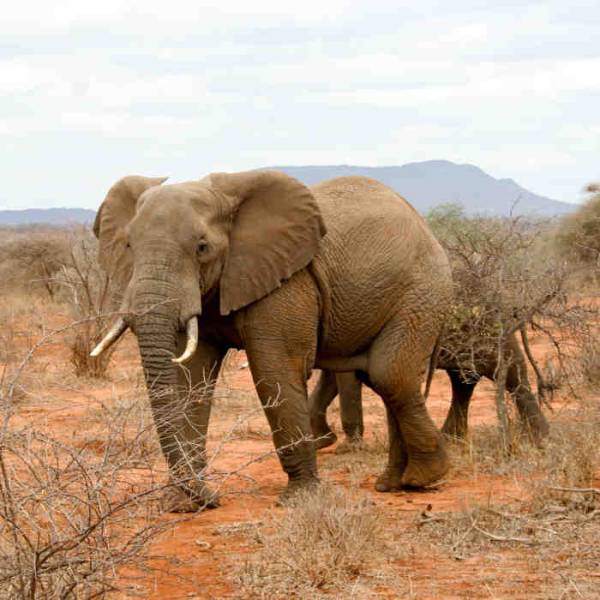 6 Days Kenya Safari Tour From Mombasa Image