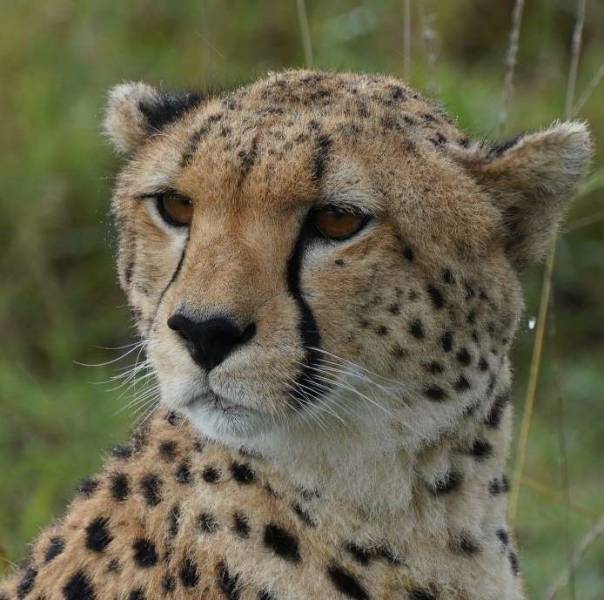 10 Days Kenya Safari Tour From Mombasa Image