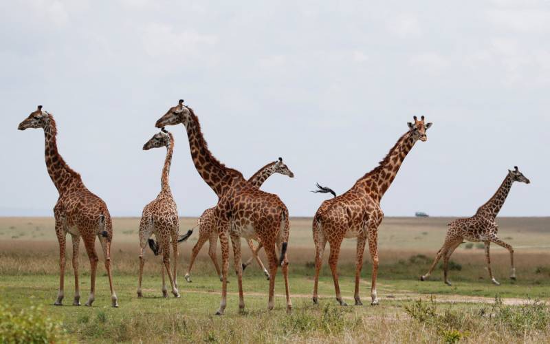 3 Days Masai Mara Safari From Nairobi