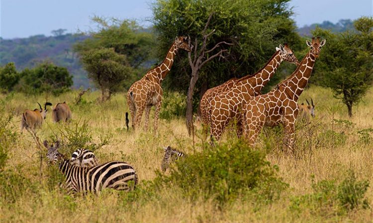 3 Days Masai Mara Safari From Nairobi