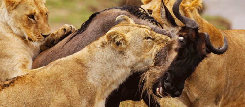 3 Days Masai Mara Safari From Nairobi